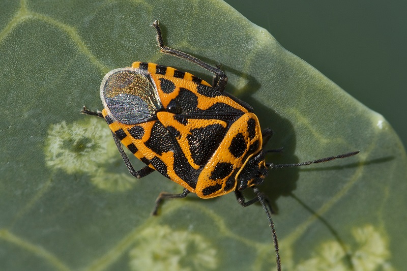 Pentatomidae:Eurydema ventralis